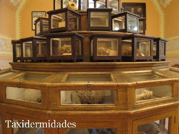 Los gabinetes privados de Historia Natural en la Barcelona del siglo