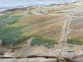 Algues diverses de la côte nord du fleuve Saint Laurent Algues diverses de la côte nord du fleuve Saint Laurent