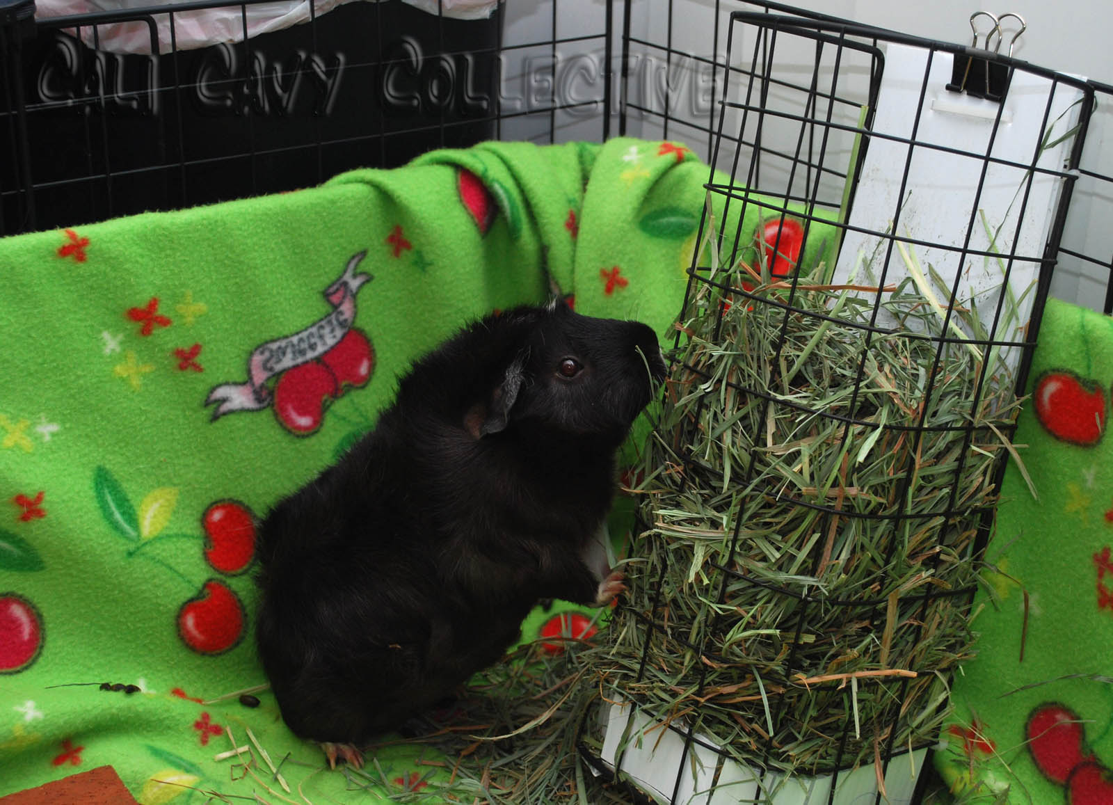 Undercover Guinea Pigs Hay Solutions Vertical hay rack