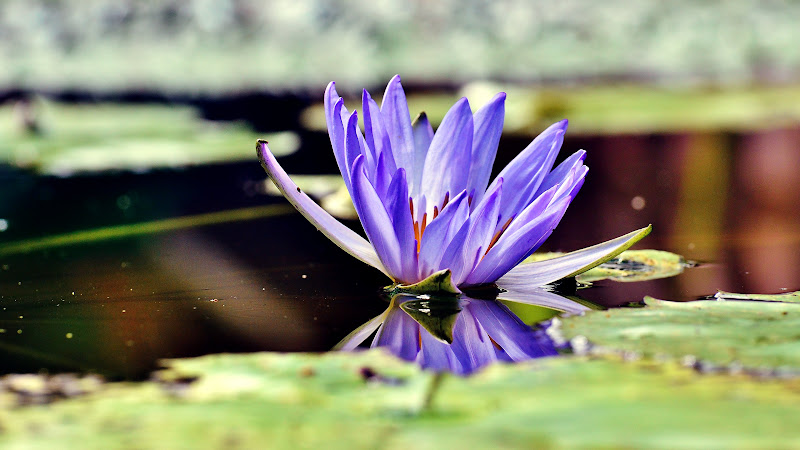 Water Lily