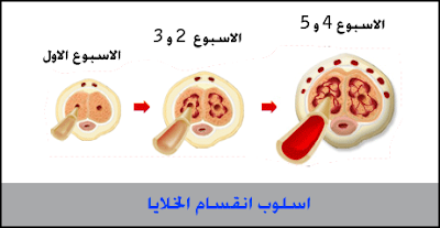 كريم تكبير الذكر كريم تكبير الذكر