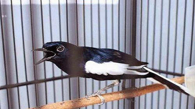 Terapi Kacer Yang Tidak Mau Ngotot Dan Lambat Panas Saat Lomba