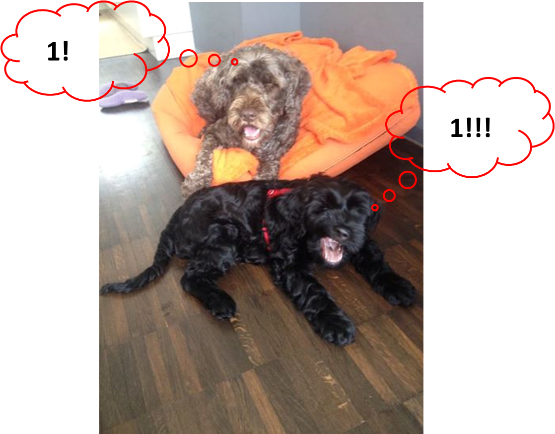 Hundeerziehung in 3 Minuten und Rudelstellungen für Familien