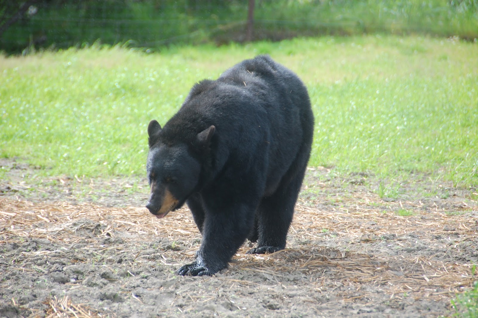 Ongoing Airstream Travels: Animal Park and Bore Tide