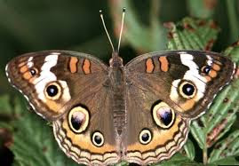 butterfly butterfly