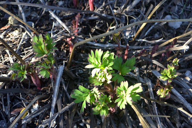 peony sprouts