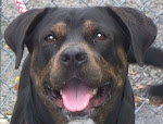 7/11/12 Morgantown WV: Video Rottie (Rottweiler Dog) in need of rescue, waiting for a YEAR!