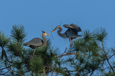 Great blue heron passing twigs for nest building