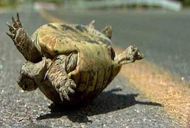 Sembang Tok Kebayan Kenapa Myvi Suka Turn Turtle