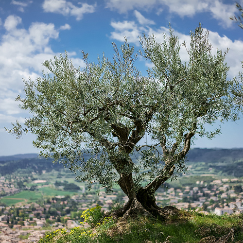 Behind the French Menu Huiles d'Olive Française French Olive oils