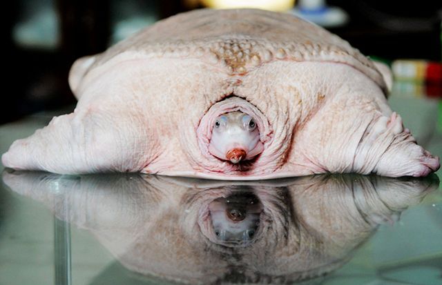 funny pictures gallery strange animal strange animals human body organs diagram