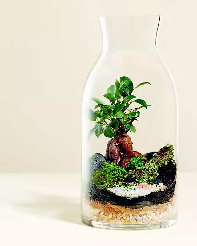 Bonsai