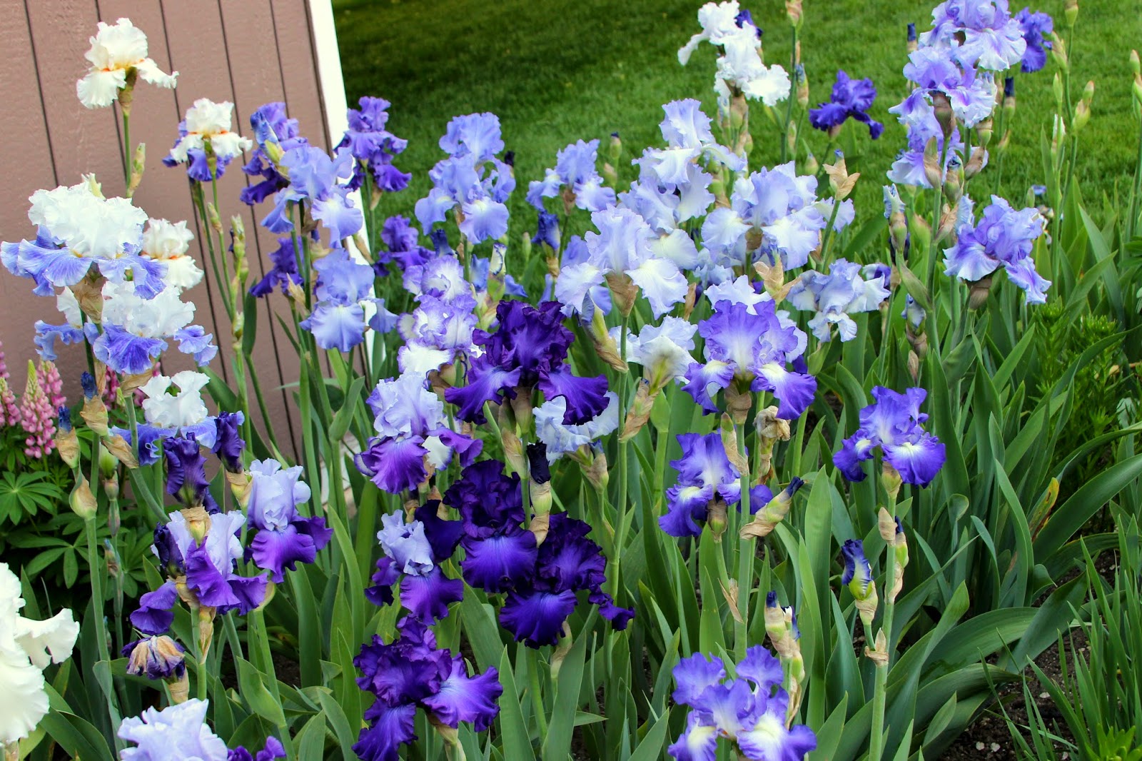 World of Irises "Talking Irises" THE BLUE IRIS GARDEN Planting A Monochromatic Tall Bearded