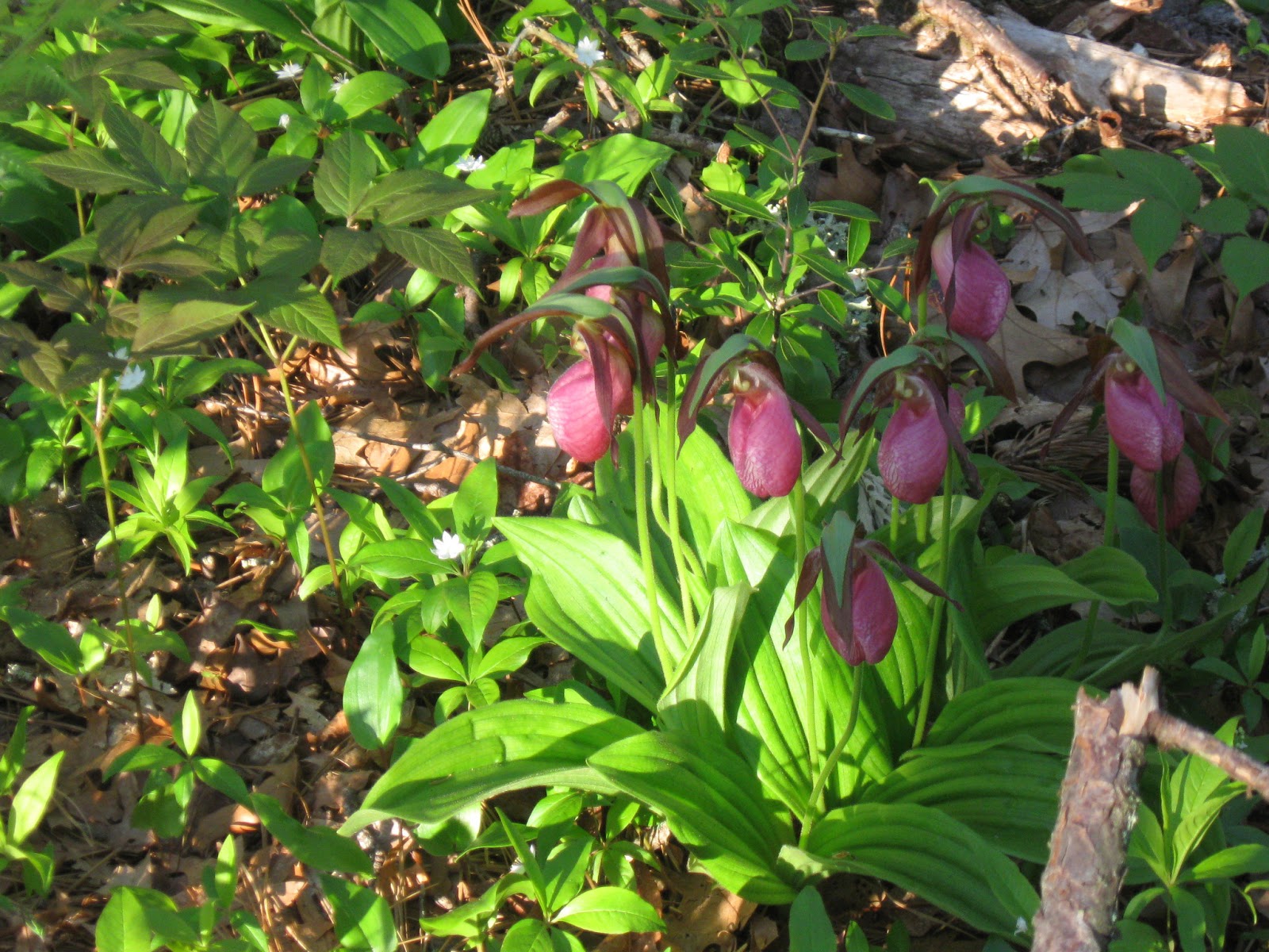 New England Nature Notes native plants into your yard