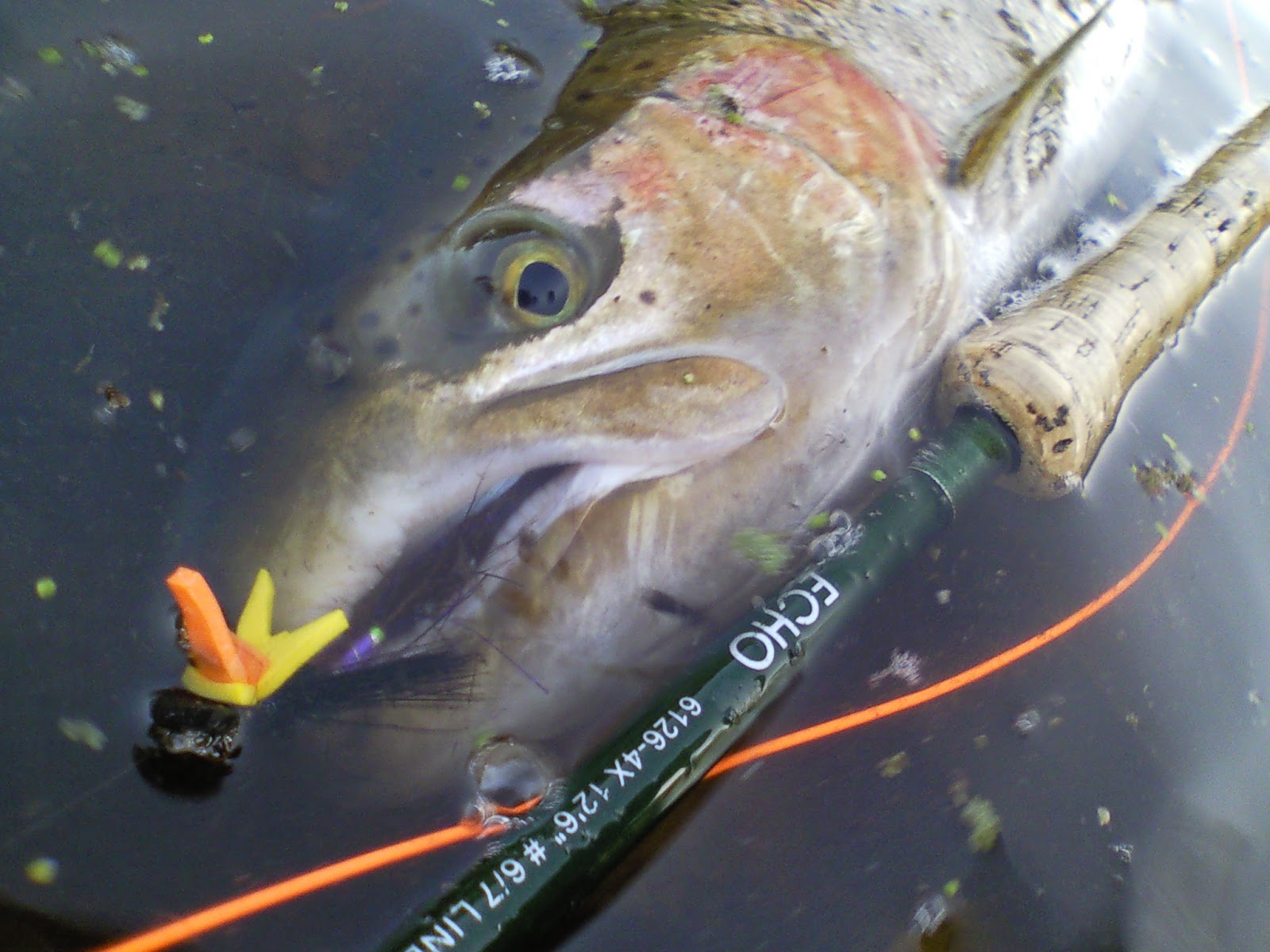 DRY LINE STEELHEAD OREGON Dry Fly Steelhead Window Of Opportunity