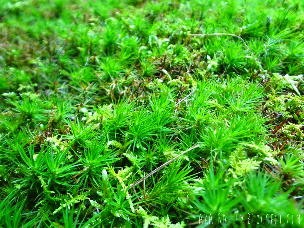 Springy green underfoot
