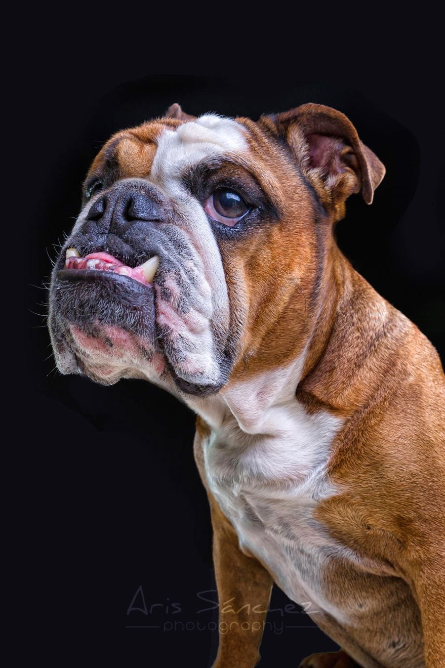 22 Hilarious Photos of Animals Making Funny Faces