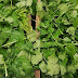 Cilantro, Propiedades y beneficios maravillosos para la salud