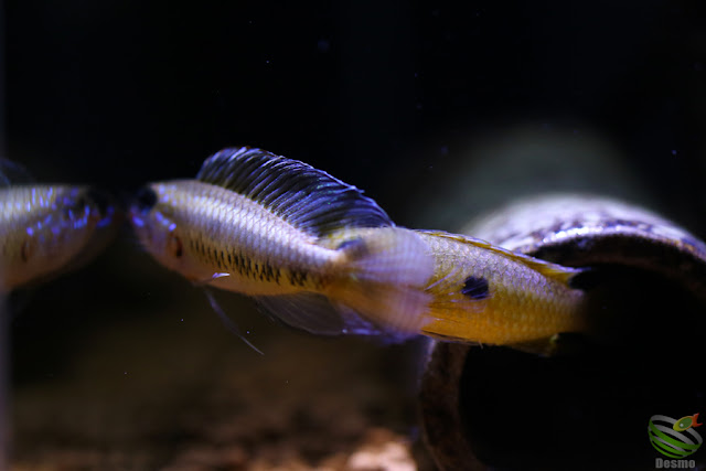 Apistogramma iniridae