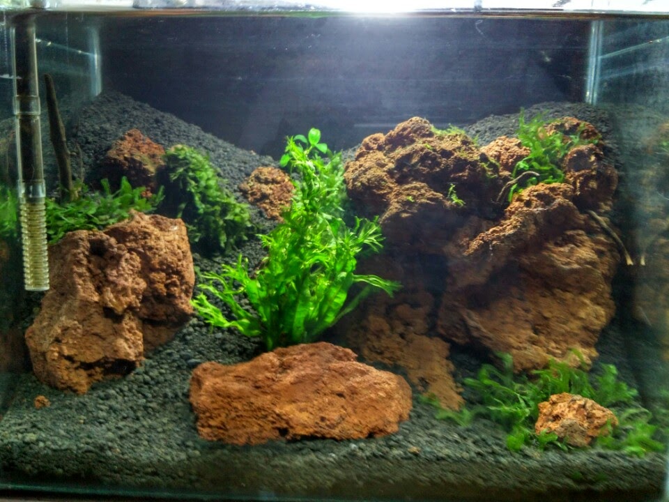 GUPPY FARM SHOP AND CARE HOW TO BREED OUR GUPPY