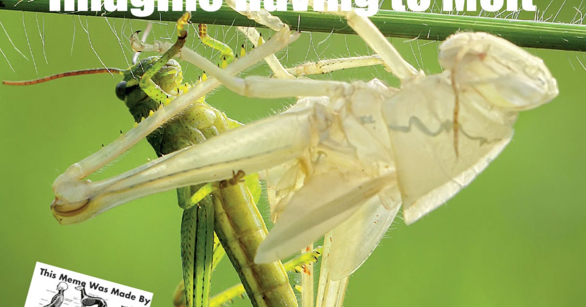 Экзоскелет членистоногое. Кузнечик меченосец. Экзоскелет (биология). Насекомые с экзоскелетом. Экзоскелет насекомых.