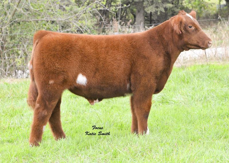 DIAMOND G CATTLE CO. Awesome Red Steer!!