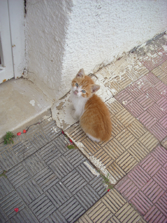 seyahatozgurluktur 1.sayfa tunusfas genel ve tunus hammamet,kartaca