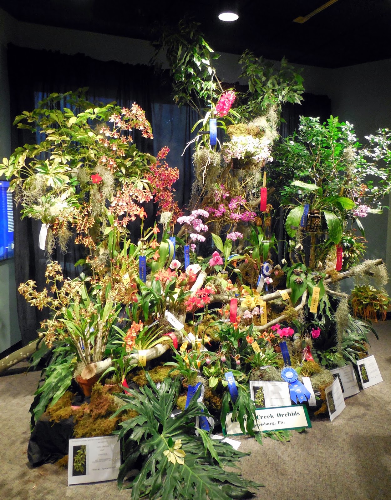 The College Gardener The SEPOS Orchid Show