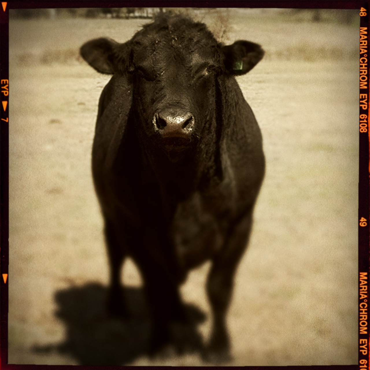 Fat Cow Studios The grass is greener???