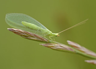 Crisopa Crisopa