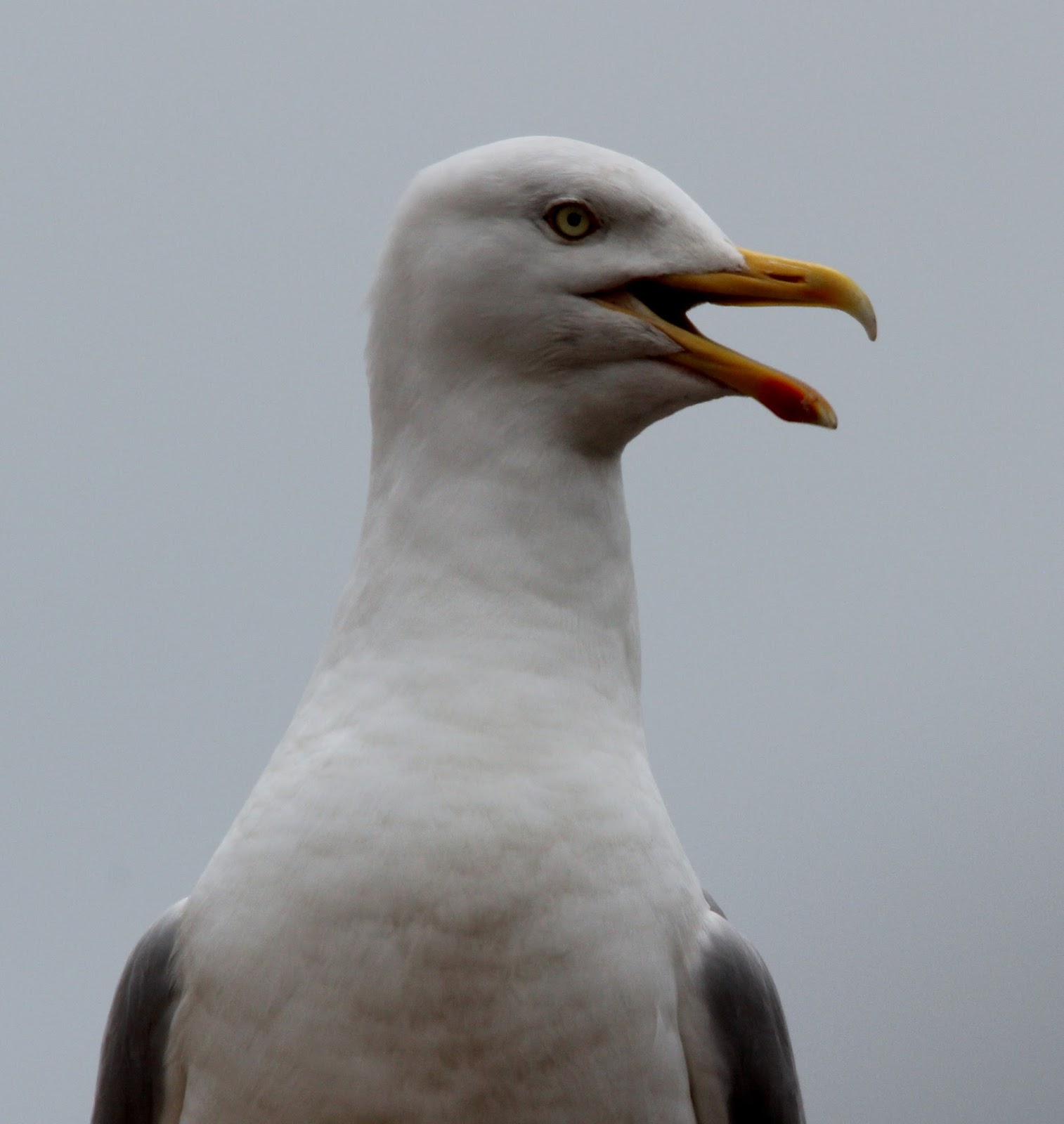 Photography Baby Gulls at PGS