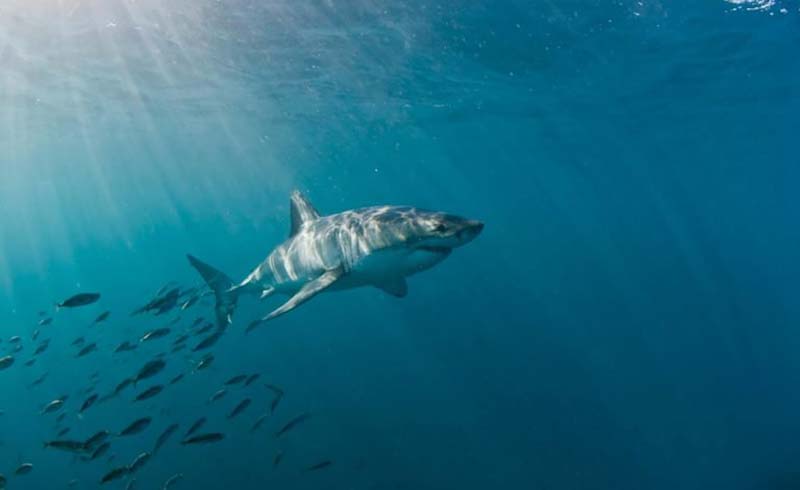 The most treacherous waters on Earth: Gansbaai, South Africa