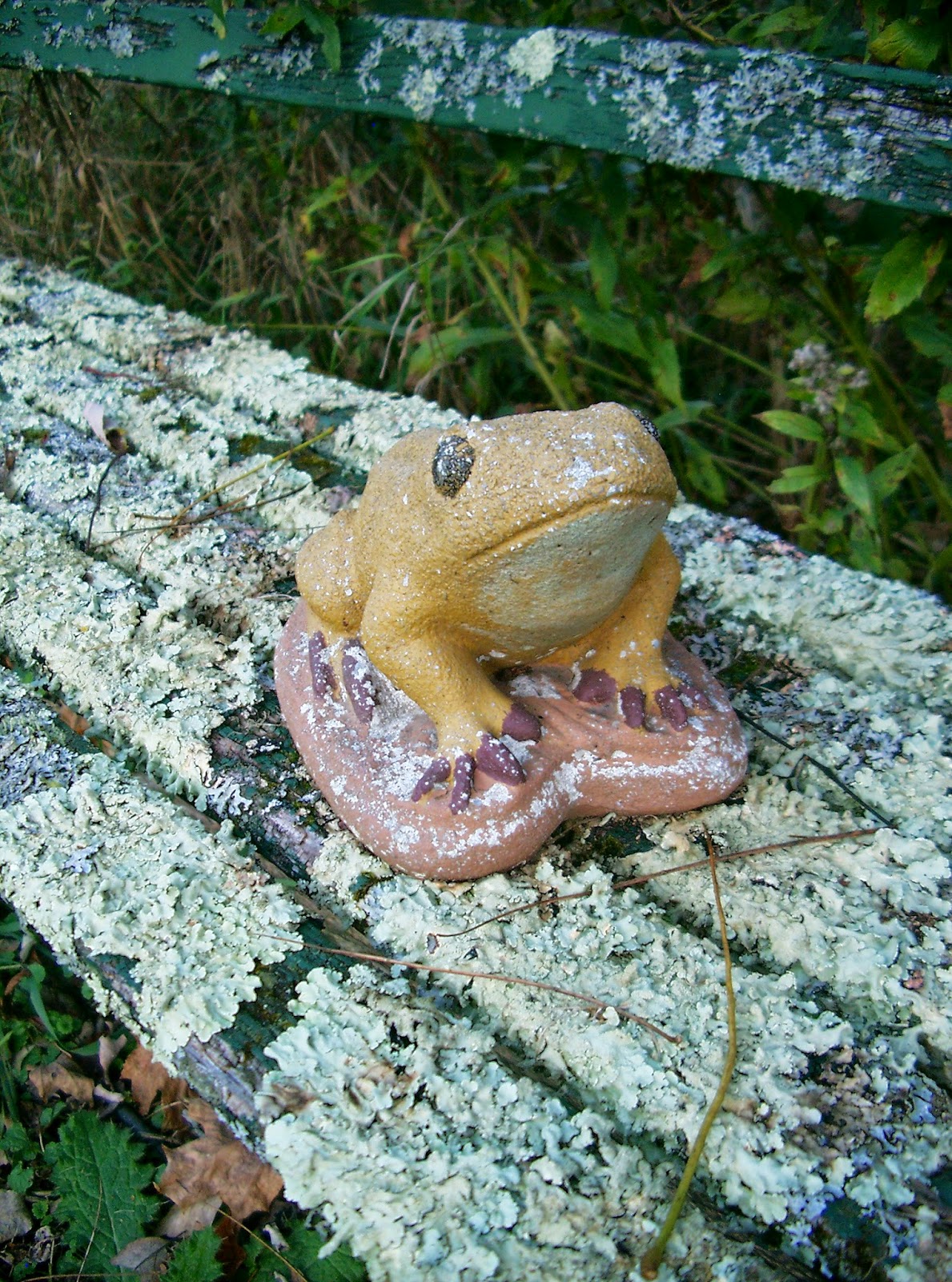 wing cottage pond frog ©linda nelson 2014