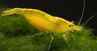 Yellow Fire Shrimp Yellow Fire Shrimp