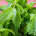 जानिये पुदीना खाने के फायदे | Benefits of mint leaves in hindi