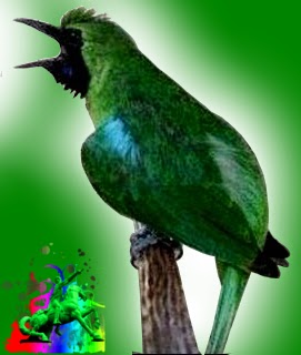 Gambar Kartun Burung Cak Ijo