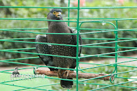 taman burung tmii