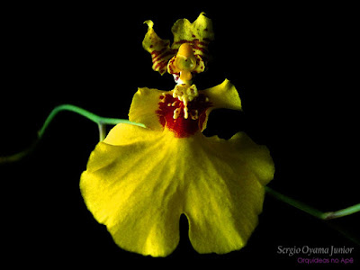 Orquídea Oncidium Aloha 'Iwanaga'