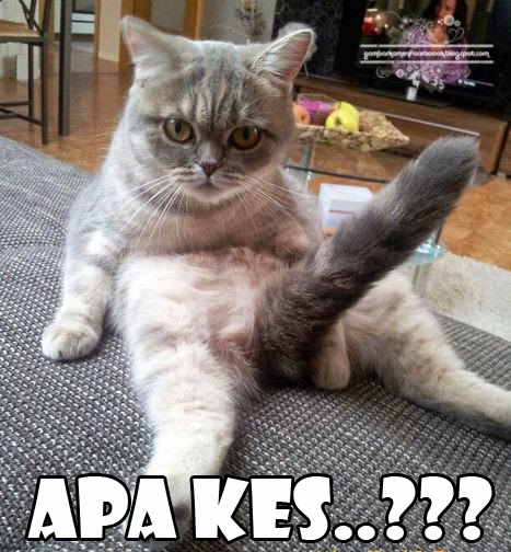 gambar kucing lucu untuk komentar facebook dulayex blog gambar kucing lucu untuk komentar facebook dulayex blog