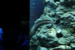 The Aquarium of Genoa/Genova
