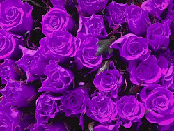 rose purple wallpapers