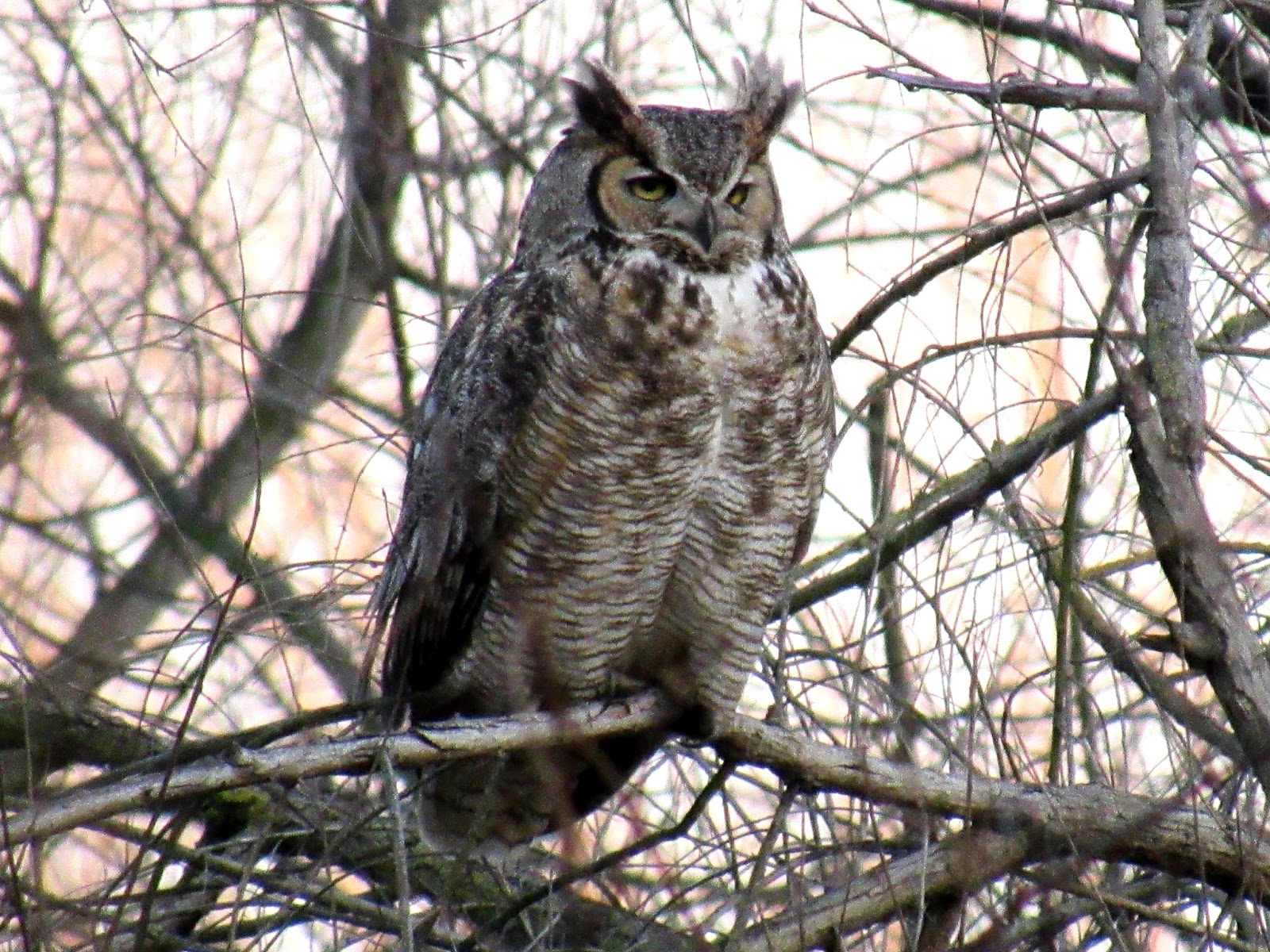 Great Horned Owls