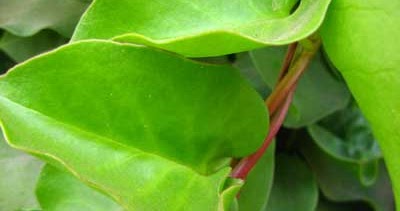 Cara menanam Tanaman Obat herbal dan Jamu tradisional 