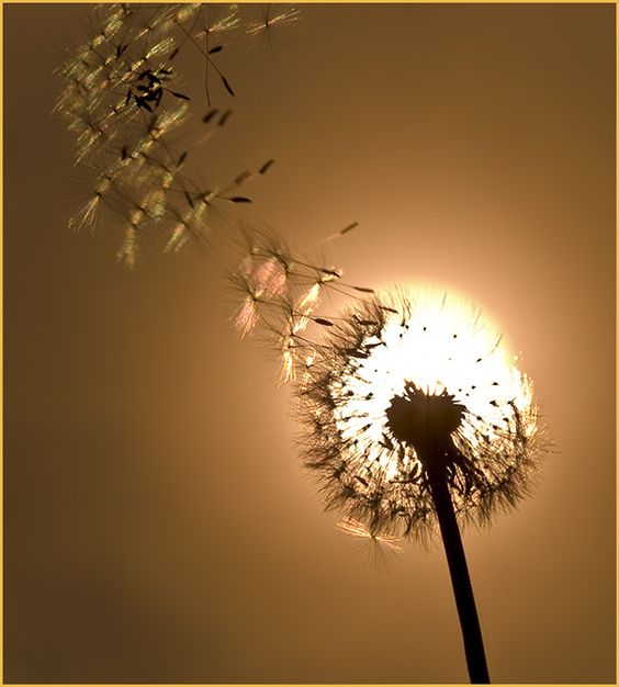 Download 8000+ Wallpaper Bunga Dandelion Terbaru Download 8000+ Wallpaper Bunga Dandelion Terbaru
