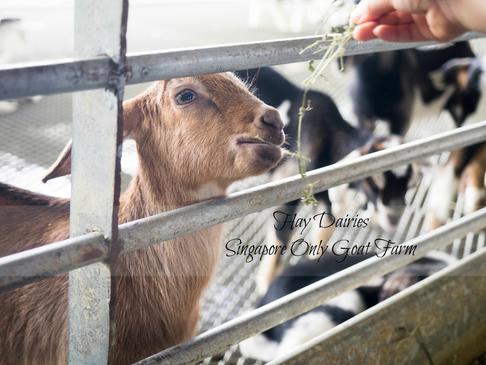 Hay Dairies - Singapore Goat Farm Review | The Wacky Duo | Singapore Family Lifestyle Travel Website