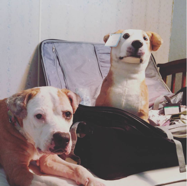 Petsies Creates Custom Stuffed Animal Versions of Your Pet Pawsitively Pets