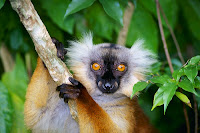 Fuente: https://www.uniprot.org/taxonomy/30602 Lemur negro, hembra