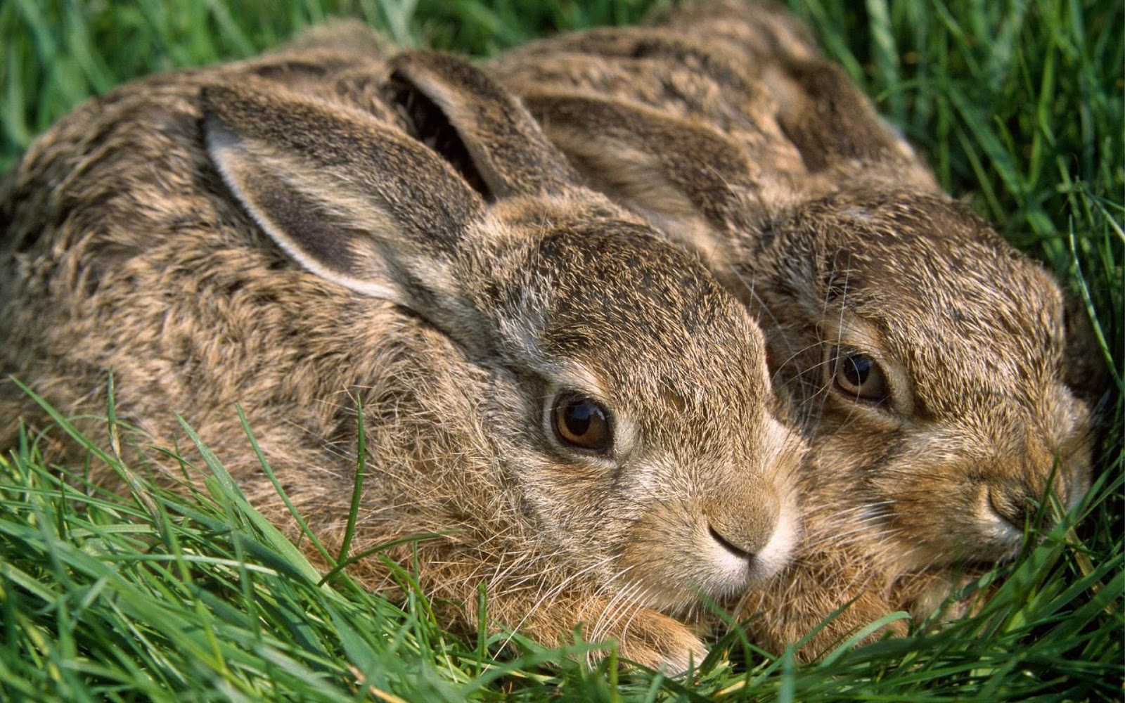 Rabbit in Grass Wallpaper