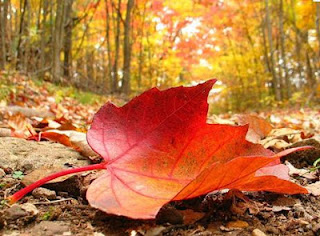 Otoño Imagen de una hoja seca por otoño
