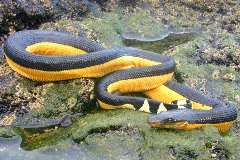 Life of Yellow Bellied Sea Snake | Life of Sea
